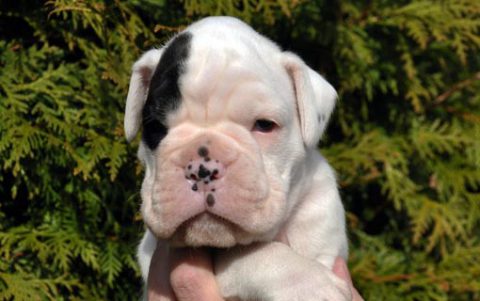 Boxerzucht in Schleswig Holstein | Boxerzucht von Avatar