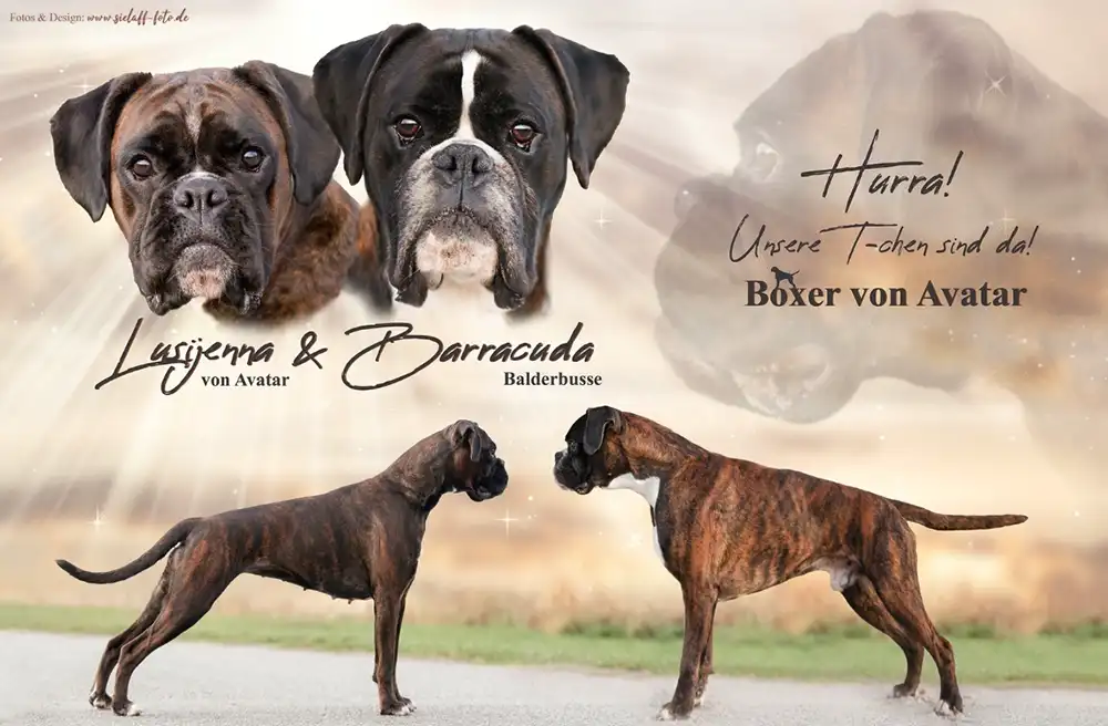 Boxerzucht von Avatar Boxerwelpen