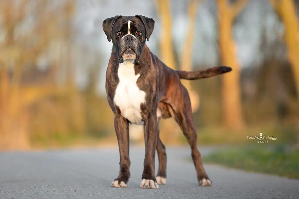 Boxer Ruede