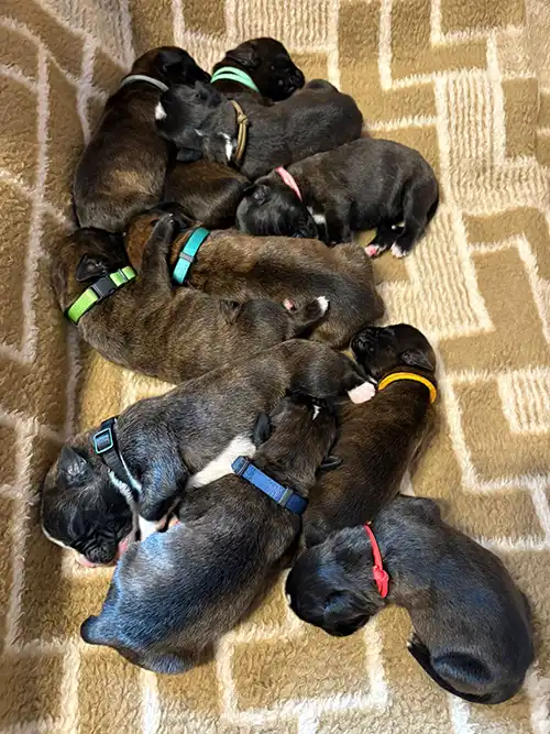 Boxerwelpen aus der Boxerzucht von Avatar