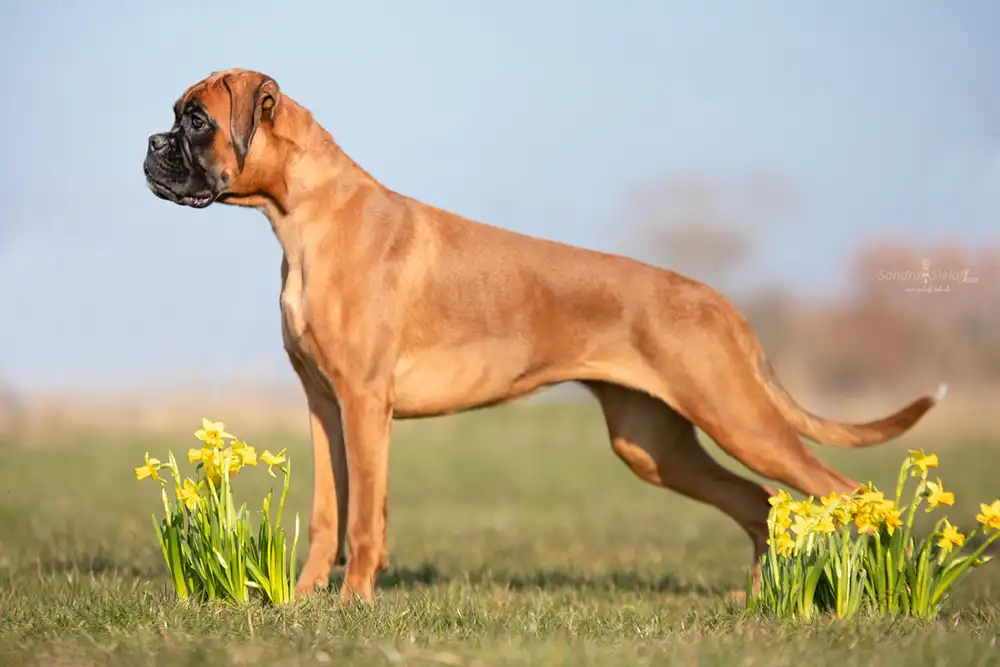 Hündin der Boxerzucht von Avatar in Schleswig-Holstein