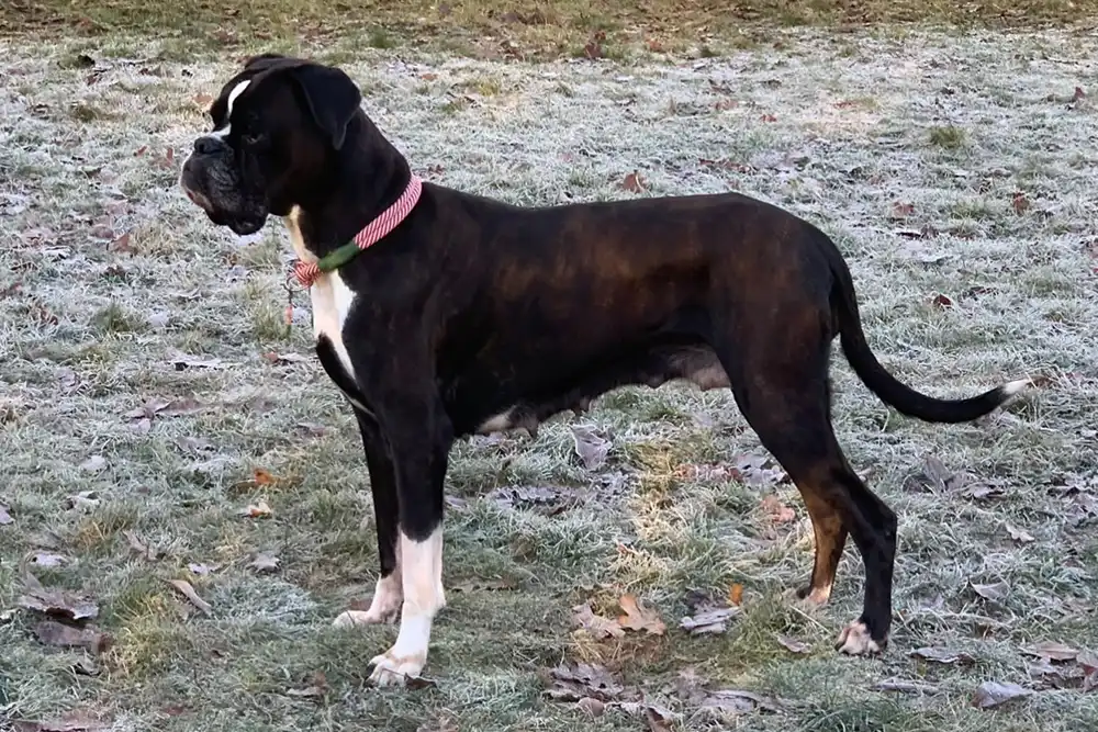 Boxerhündin Heaven von Avatar