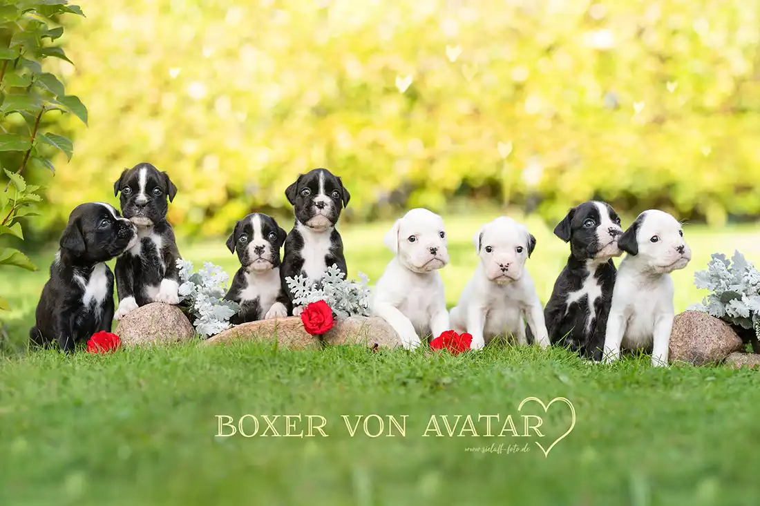 Wurf von Boxerwelpen - Boxerzucht von Avatar