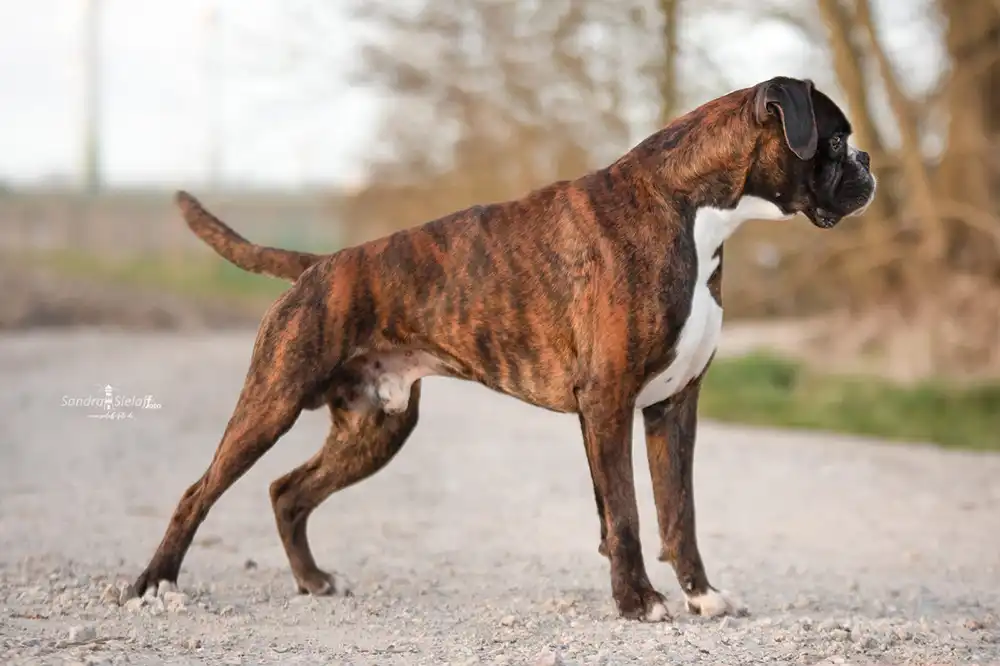 Boxer Ruede