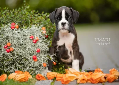 Boxer