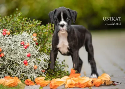 Boxerwelpe