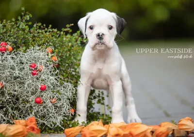 Boxerwelpe