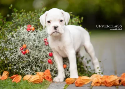 Boxerwelpe aus der Boxerzucht von Avatar