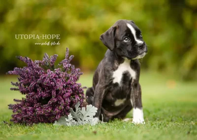 Boxerwelpe